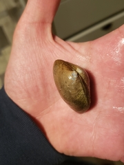 Ruditapes decussatus