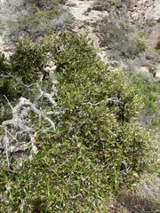 Comarostaphylis diversifolia