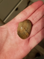 Ruditapes decussatus