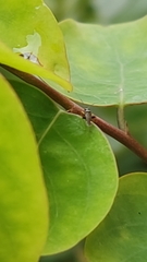 Miridae