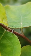 Miridae