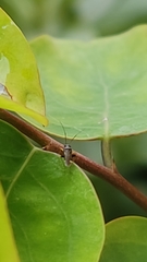Miridae