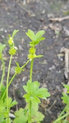 Ranunculus platensis