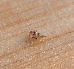 Xerophloea viridis