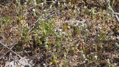 Plagiobothrys tenellus