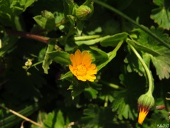 Calendula arvensis
