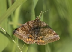 Euclidia glyphica