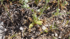 Plagiobothrys tenellus