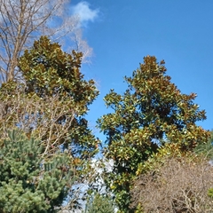Magnolia grandiflora