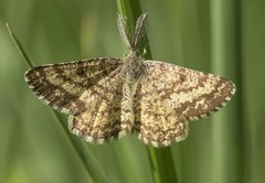 Ematurga atomaria