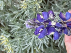 Lupinus guadalupensis