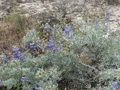 Lupinus guadalupensis