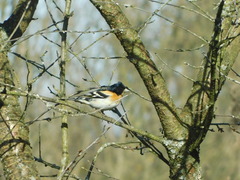 Fringilla montifringilla