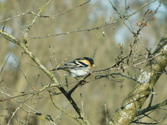 Fringilla montifringilla