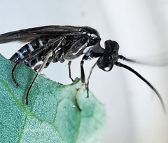 Empria