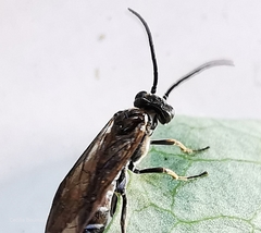 Empria