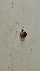 Disonycha leptolineata