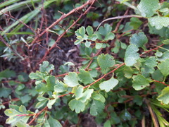 Spiraea aquilegifolia