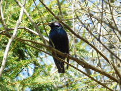Sturnus vulgaris
