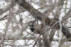 Dendrocopos syriacus