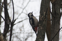 Dendrocopos syriacus