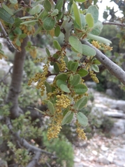 Quercus aucheri
