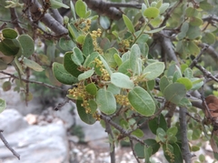Quercus aucheri