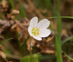 Oxalis acetosella