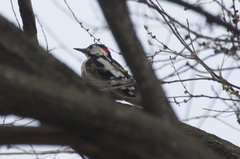 Dendrocopos syriacus