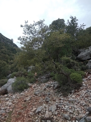 Quercus aucheri