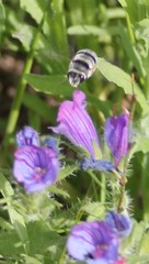 Anthophora atroalba