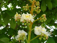 Aesculus hippocastanum