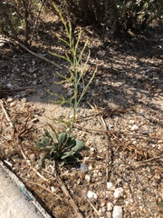 Limonium duriusculum