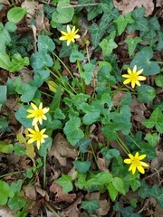 Ficaria verna ficariiformis