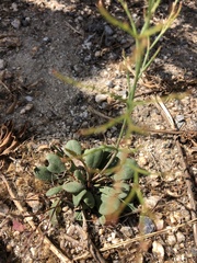 Limonium duriusculum