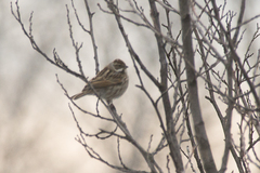 Emberiza schoeniclus