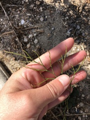 Limonium duriusculum