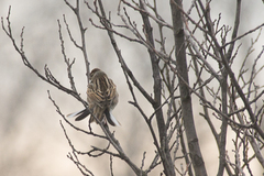Emberiza schoeniclus