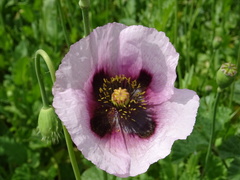 Papaver somniferum setigerum