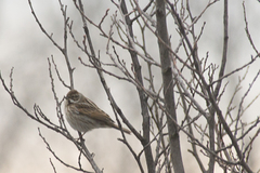 Emberiza schoeniclus