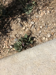 Limonium duriusculum