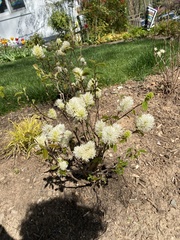 Fothergilla gardenii