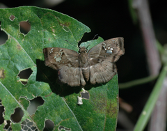 Quadrus lugubris