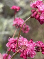 Eriogonum grande rubescens