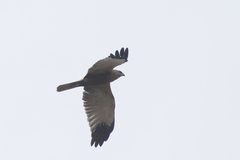 Circus aeruginosus