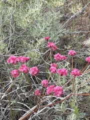 Eriogonum grande rubescens