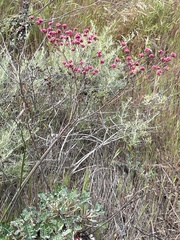 Eriogonum grande rubescens