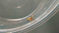 Araneae