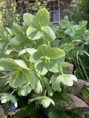 Helleborus viridis