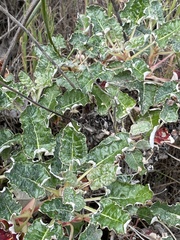 Eriogonum grande rubescens